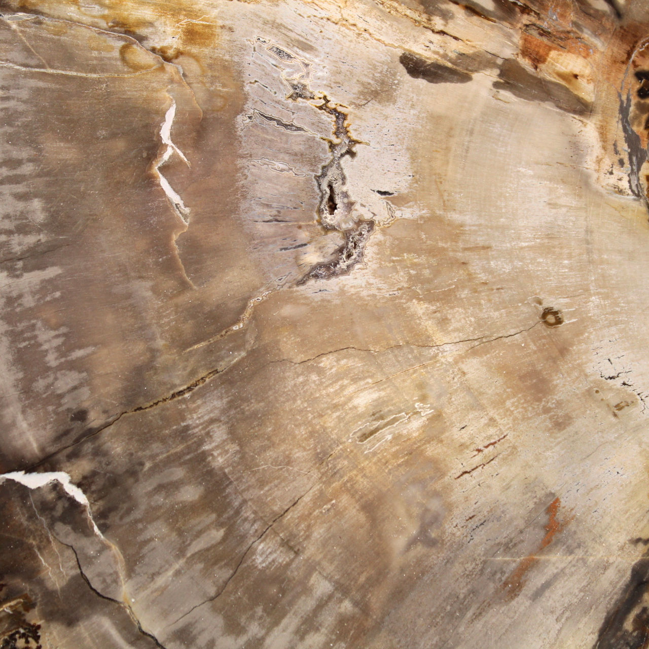 Trozo de madera petrificada de Madagascar - Estética mineral